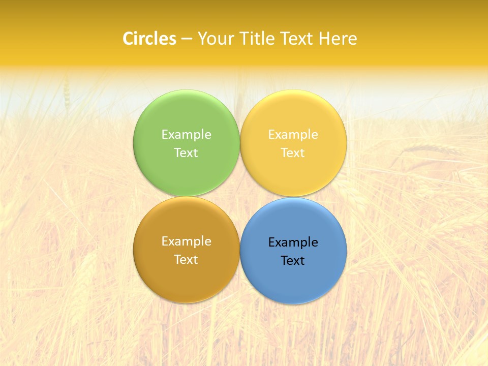 Field Barley Wheat PowerPoint Template