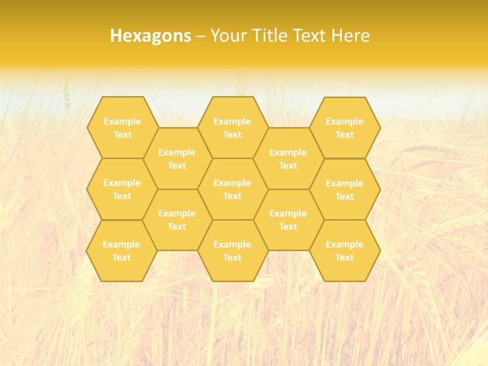 Field Barley Wheat PowerPoint Template