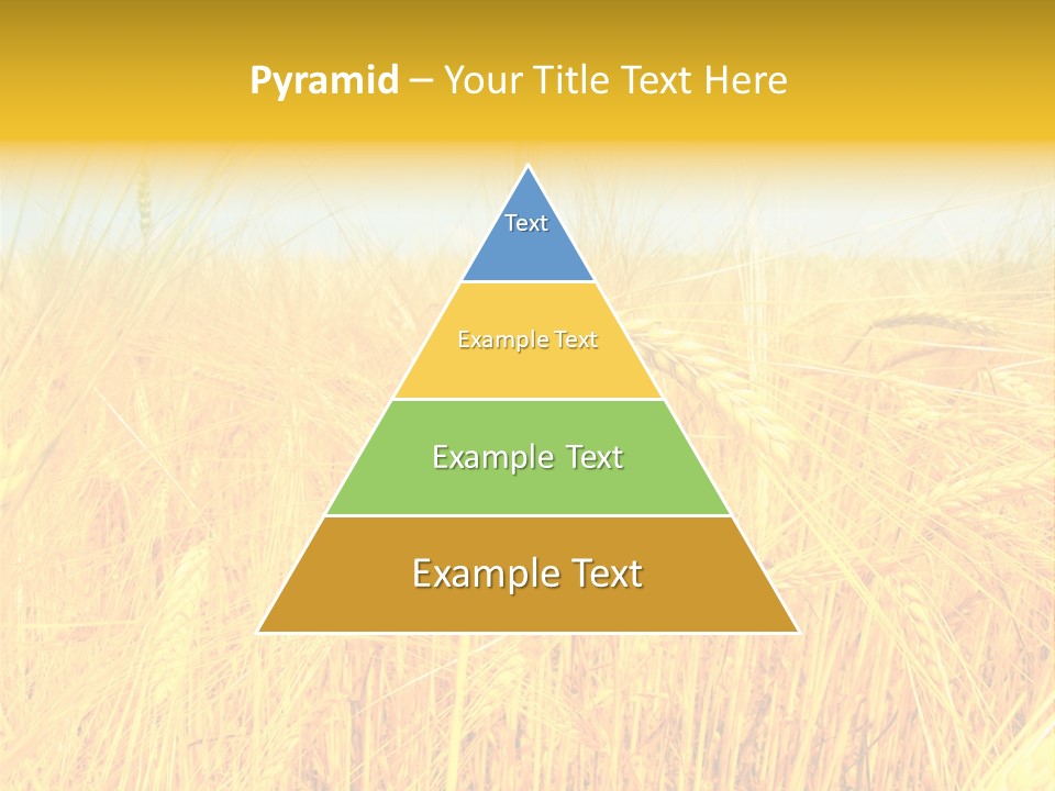 Field Barley Wheat PowerPoint Template