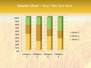 Field Barley Wheat PowerPoint Template