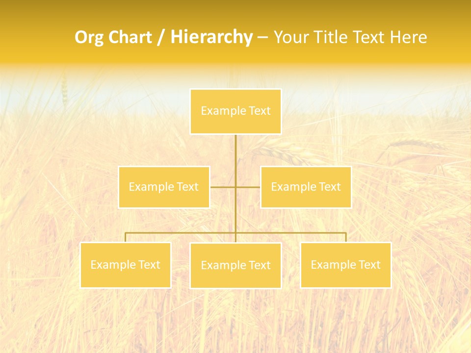Field Barley Wheat PowerPoint Template