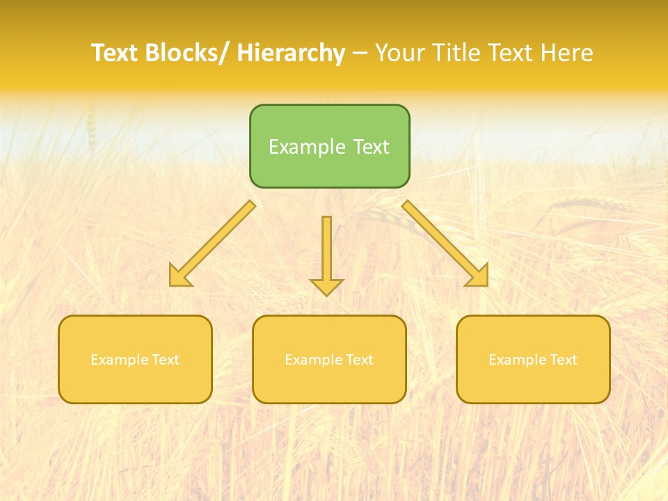 Field Barley Wheat PowerPoint Template