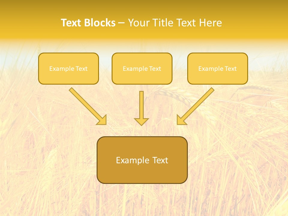 Field Barley Wheat PowerPoint Template