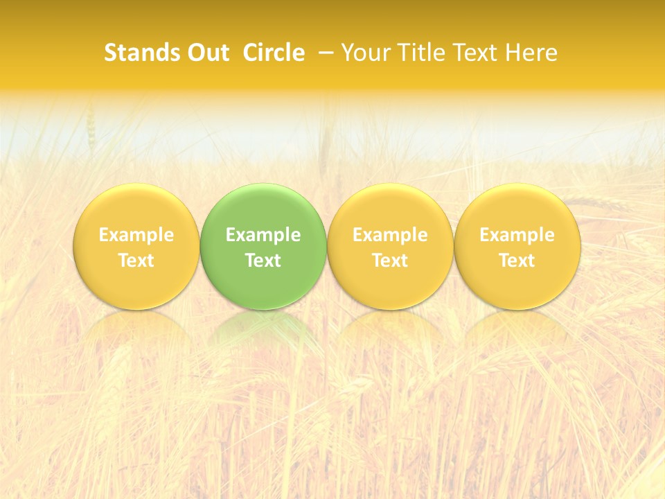 Field Barley Wheat PowerPoint Template