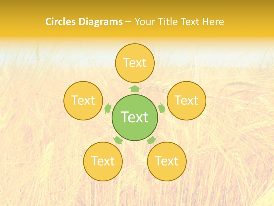 Field Barley Wheat PowerPoint Template