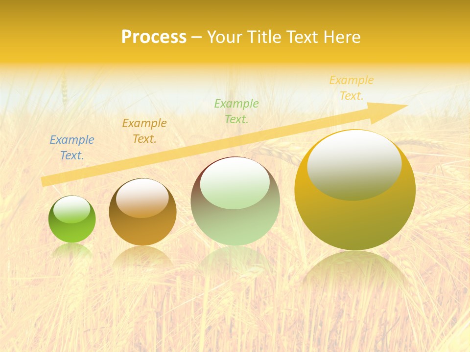 Field Barley Wheat PowerPoint Template
