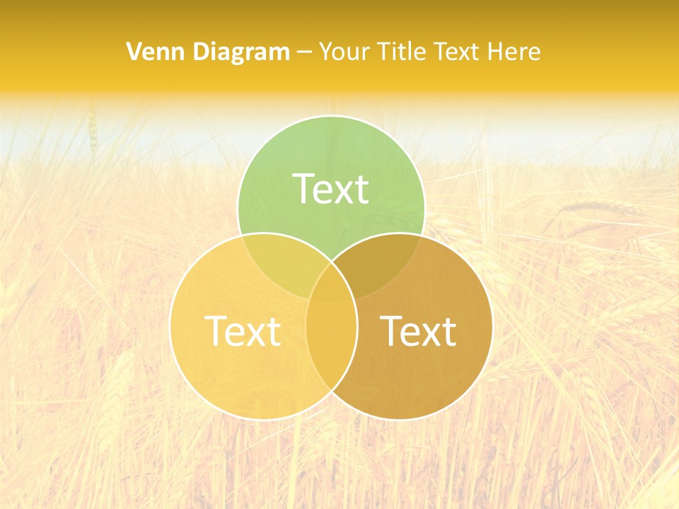 Field Barley Wheat PowerPoint Template