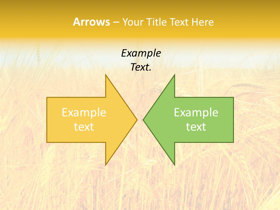 Field Barley Wheat PowerPoint Template