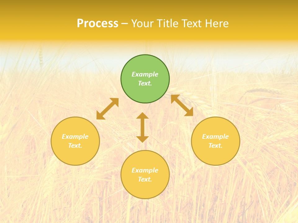Field Barley Wheat PowerPoint Template