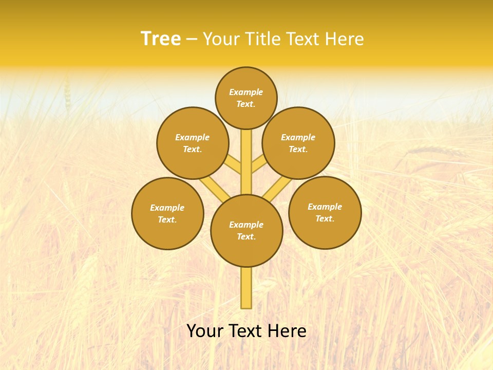 Field Barley Wheat PowerPoint Template