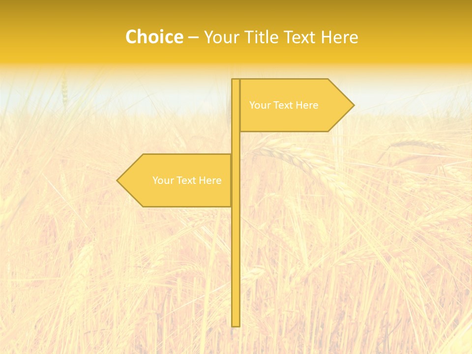 Field Barley Wheat PowerPoint Template
