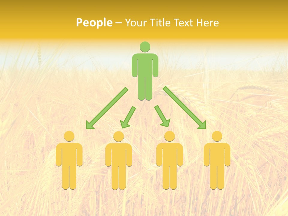 Field Barley Wheat PowerPoint Template