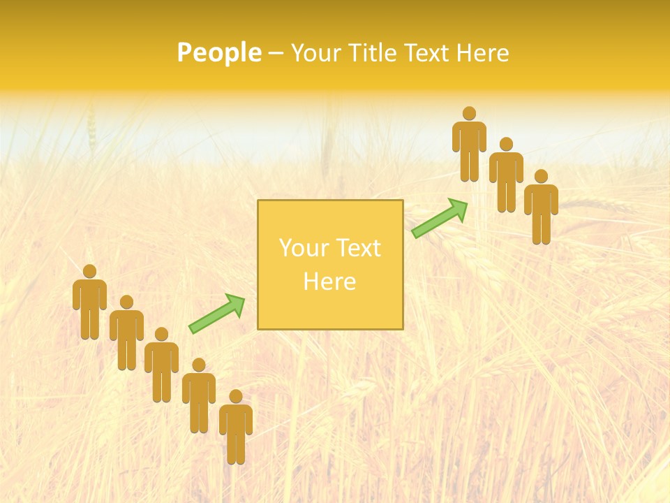 Field Barley Wheat PowerPoint Template