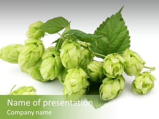 Close Up Nature Brewery PowerPoint Template