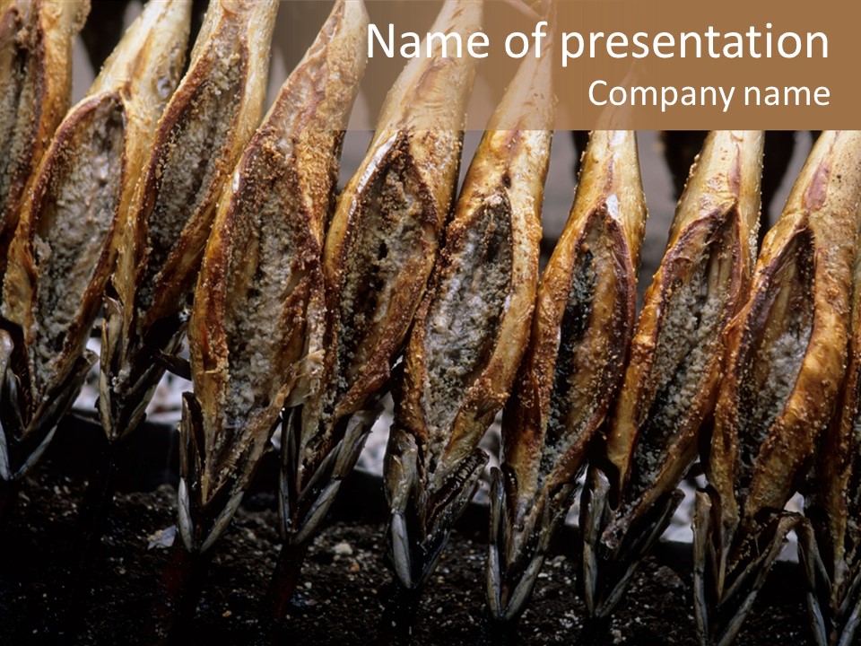 Sea Food Animals Row PowerPoint Template