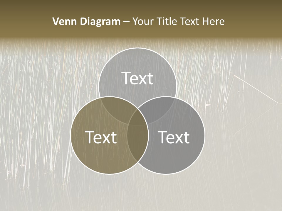 Fairgrounds Size Enjoyment PowerPoint Template