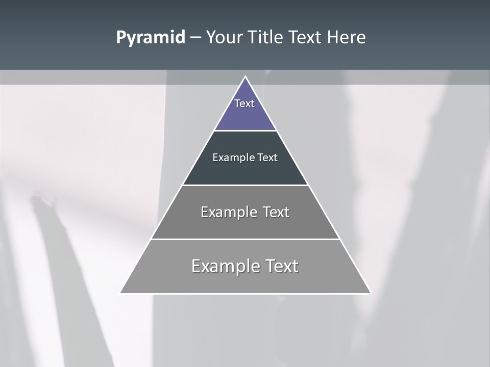 Outside Sizes Females PowerPoint Template