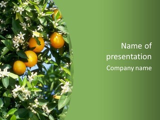 Orange Tree PowerPoint Template