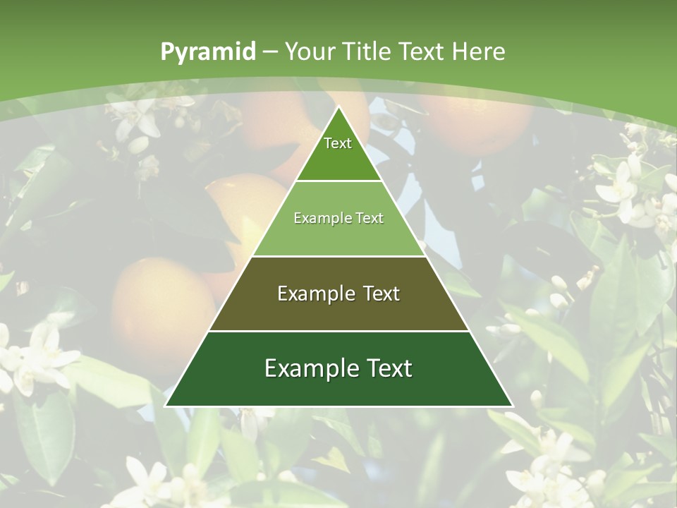 Orange Tree PowerPoint Template