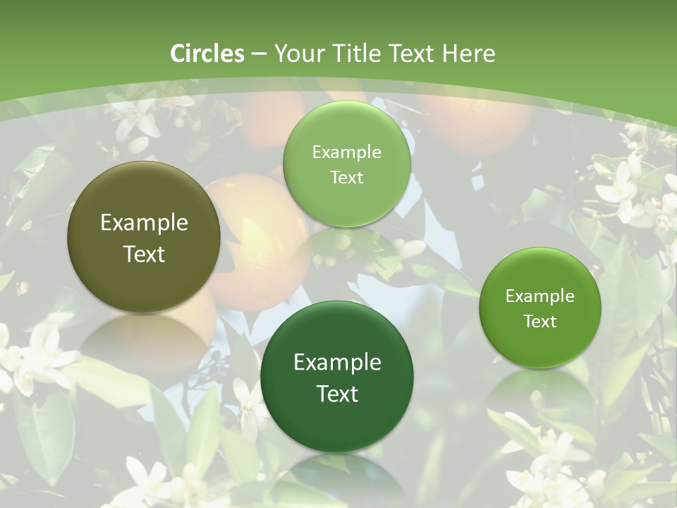Orange Tree PowerPoint Template