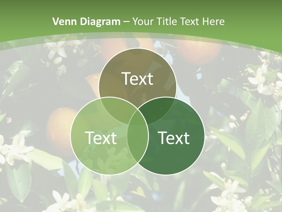 Orange Tree PowerPoint Template