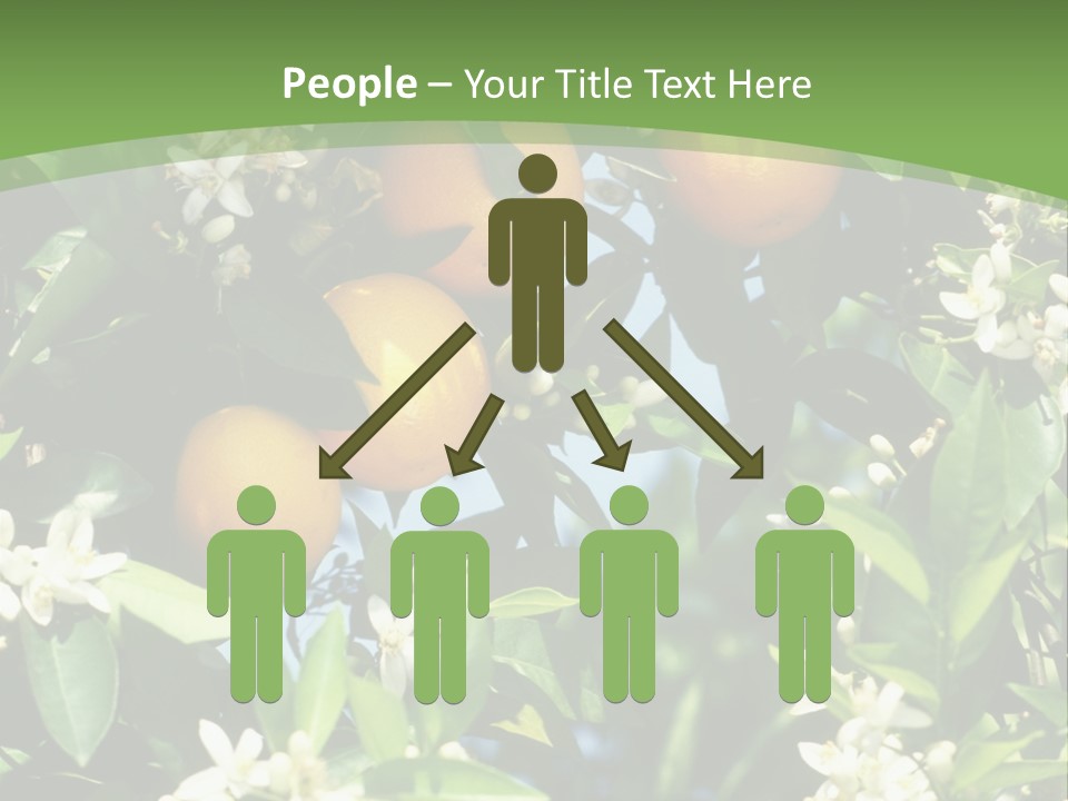 Orange Tree PowerPoint Template