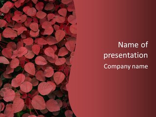 Red Petals PowerPoint Template