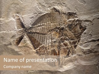 Remain Mineral Skeleton PowerPoint Template