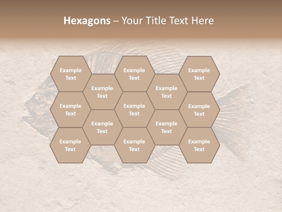 Evolve Ammonite Geology PowerPoint Template