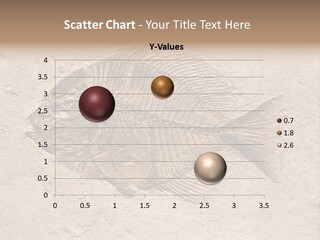 Evolve Ammonite Geology PowerPoint Template