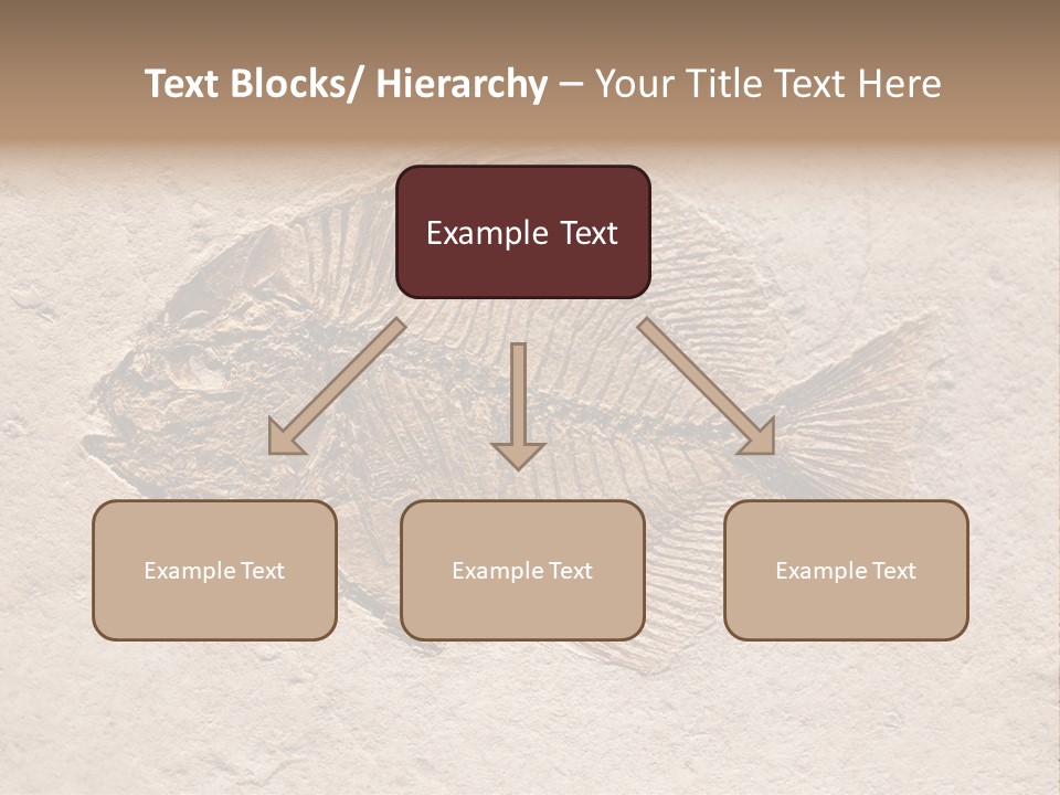 Evolve Ammonite Geology PowerPoint Template