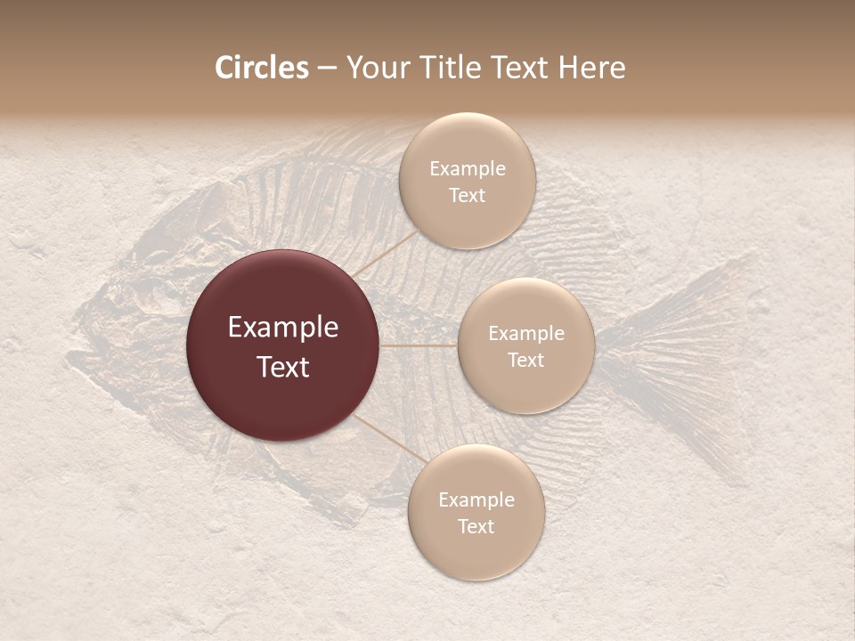 Evolve Ammonite Geology PowerPoint Template