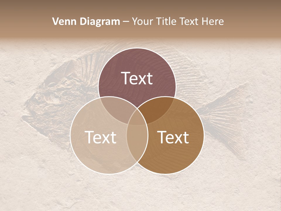 Evolve Ammonite Geology PowerPoint Template