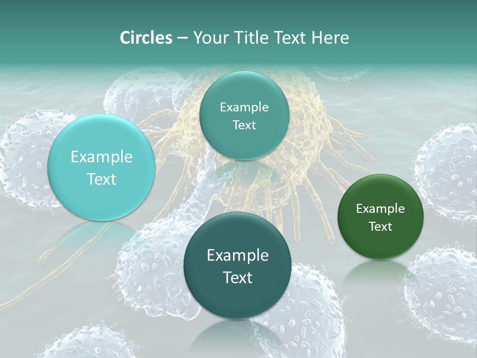 Crayfish Antibody Credit PowerPoint Template
