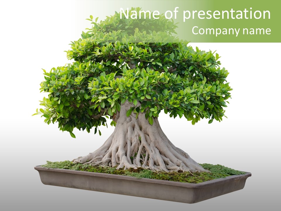 Season Walnut Forest PowerPoint Template