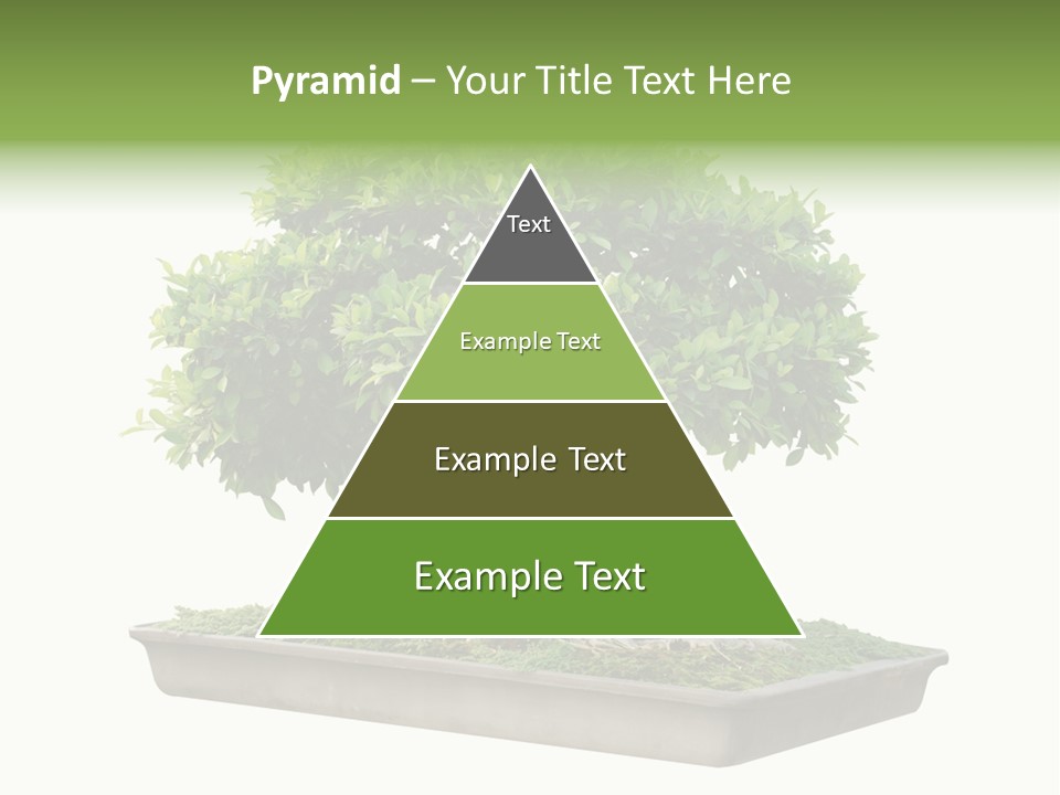 Season Walnut Forest PowerPoint Template