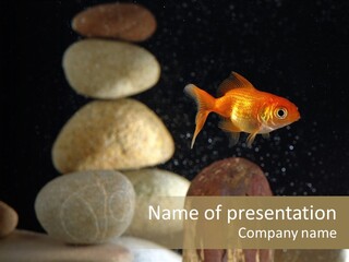 Pet Stone Reflection PowerPoint Template