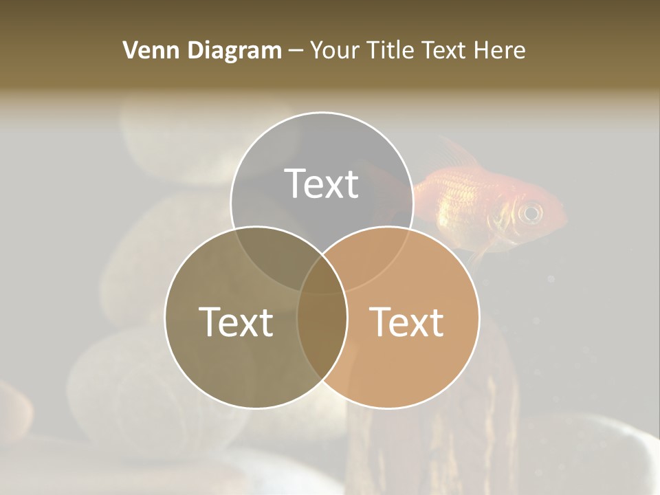 Pet Stone Reflection PowerPoint Template