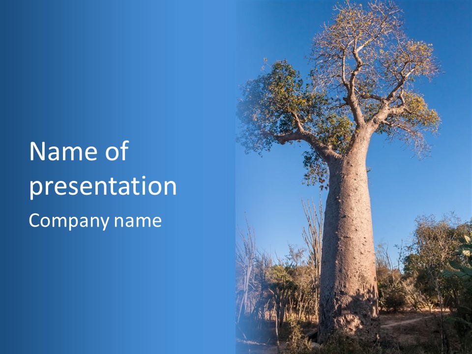 Wood Giant Anosy PowerPoint Template