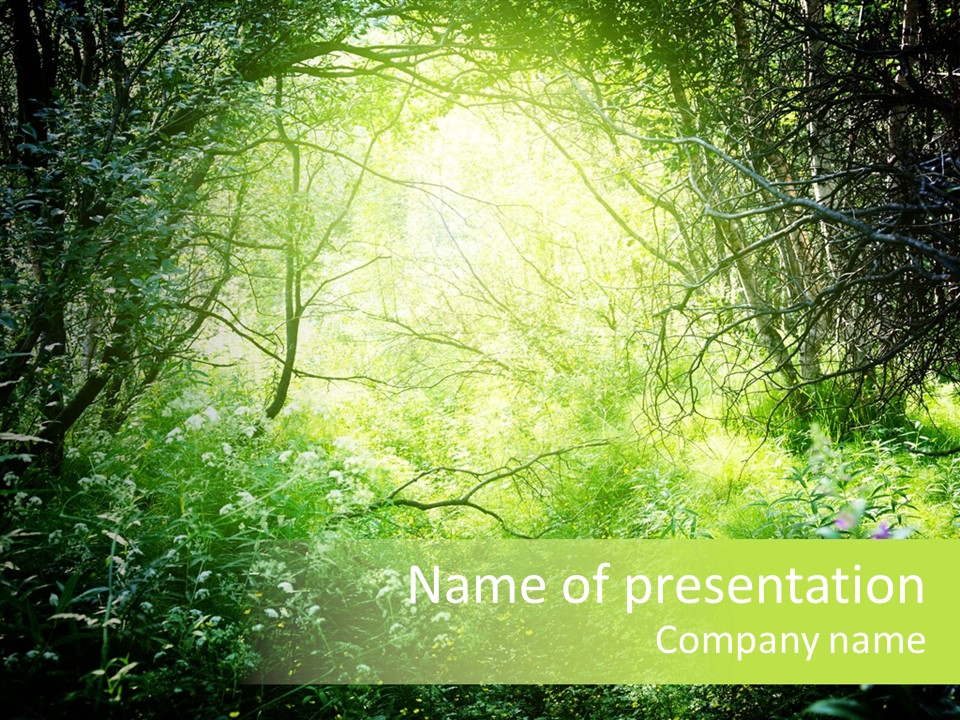 Shadow Tree Sunlight PowerPoint Template