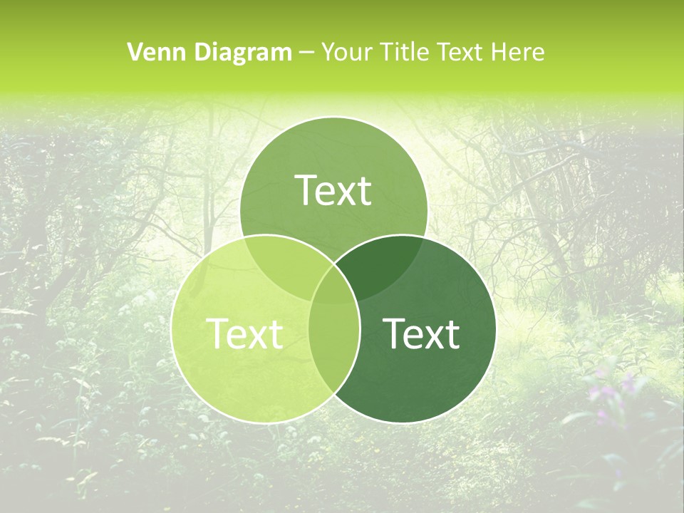 Shadow Tree Sunlight PowerPoint Template
