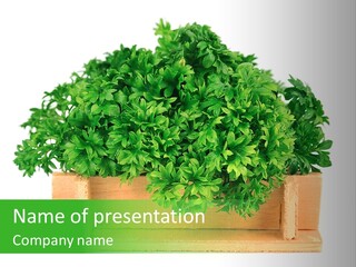 Garden Parsley Green PowerPoint Template
