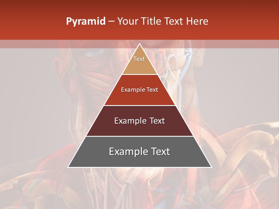 Biology System Anatomy PowerPoint Template