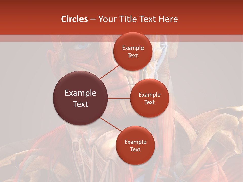 Biology System Anatomy PowerPoint Template