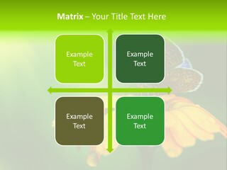 Background Wing Wildlife PowerPoint Template