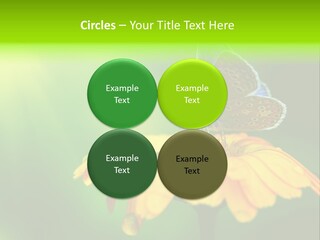 Background Wing Wildlife PowerPoint Template