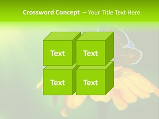 Background Wing Wildlife PowerPoint Template