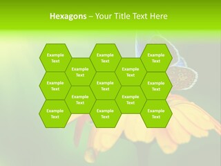 Background Wing Wildlife PowerPoint Template