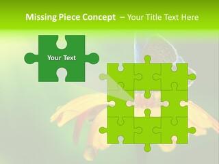 Background Wing Wildlife PowerPoint Template