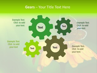 Background Wing Wildlife PowerPoint Template